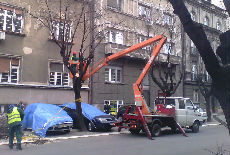 Prolećno šišanje Prolećno šišanje